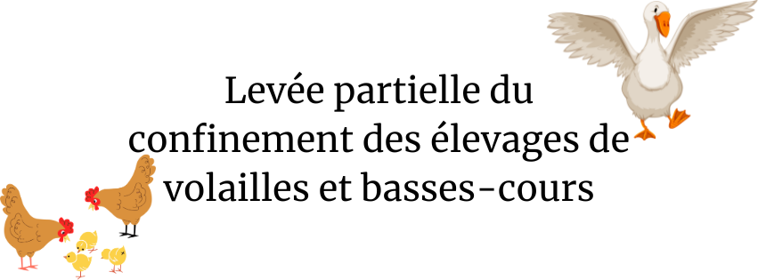 Levée partielle du confinement des élevages de volailles et basses-cours